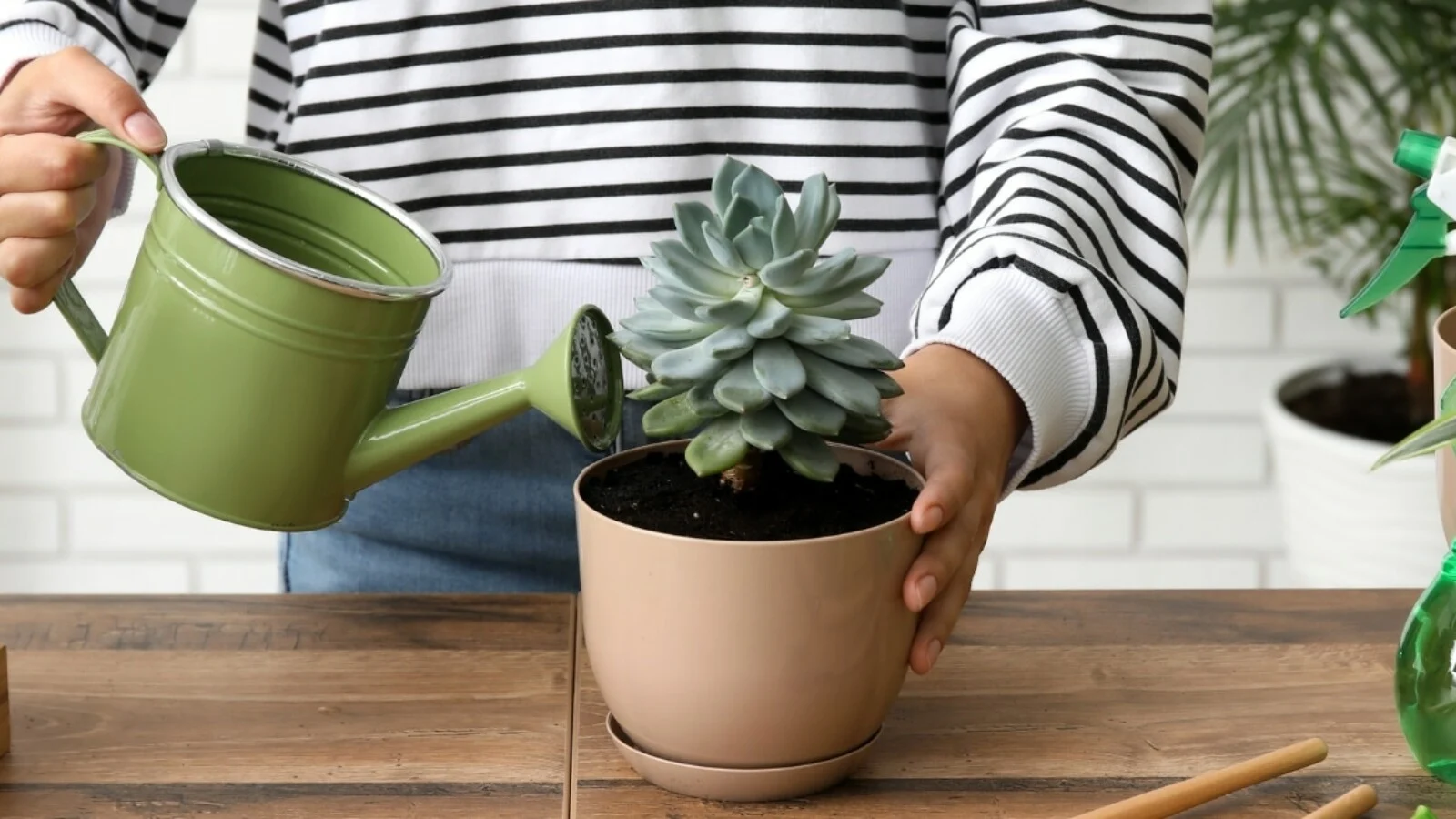 Person caring for echeveria agavoides plant in pot.