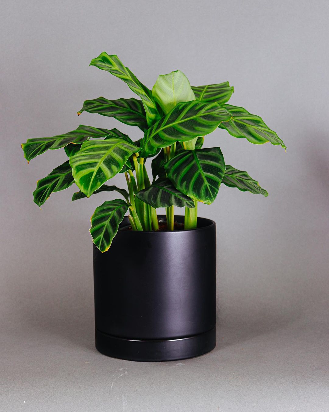 A Zebra Plant in a black pot on a grey background, adding a touch of nature to the surroundings.