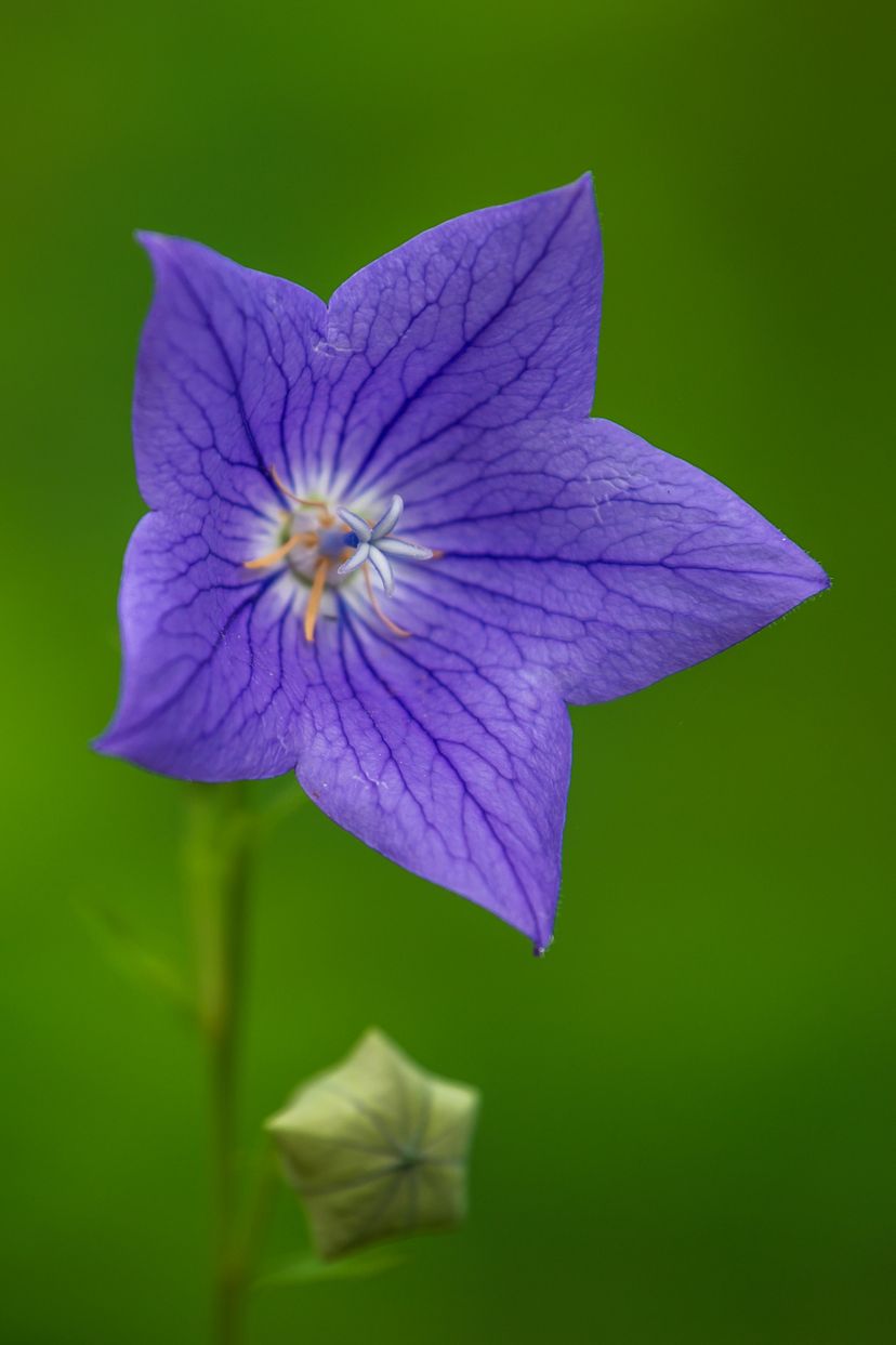 A vibrant purple Balloon Flower stands out against a lush green background.