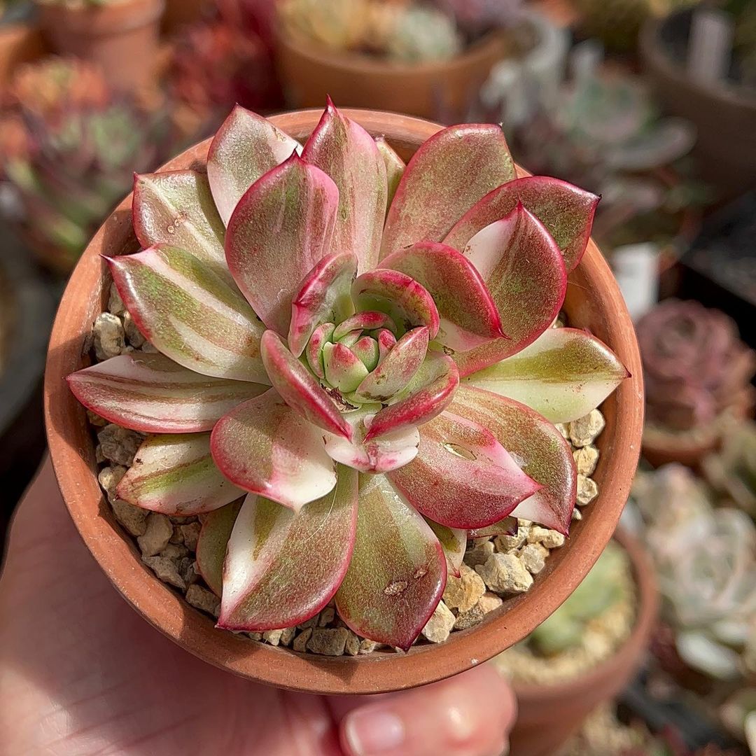 A person holding a small pot with an echeveria agavoides succulent plant, considering its light requirements.