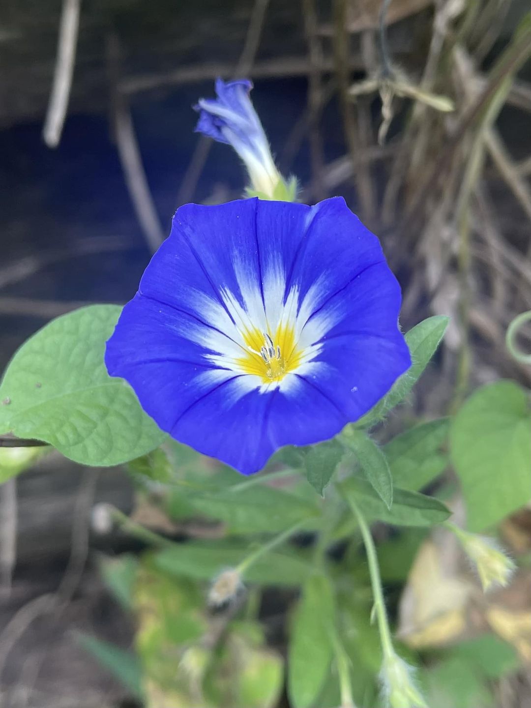 Blue morning glory flower with yellow center blooming in the center of the plant.
