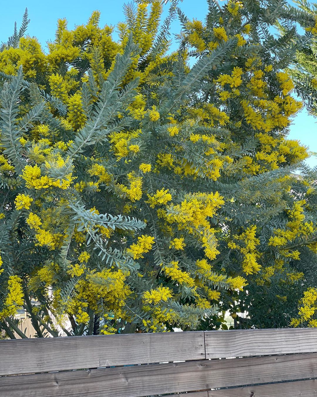 Acacia tree adorned with bright yellow flowers and leaves.