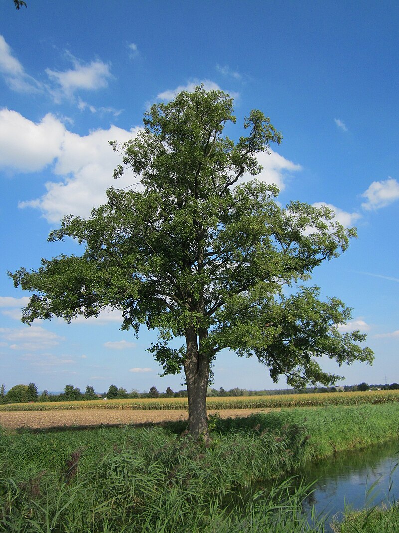  Alder tree with a large leaf.