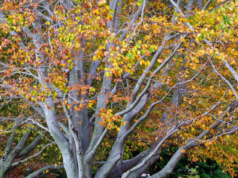 American Beech tree with vibrant fall foliage.