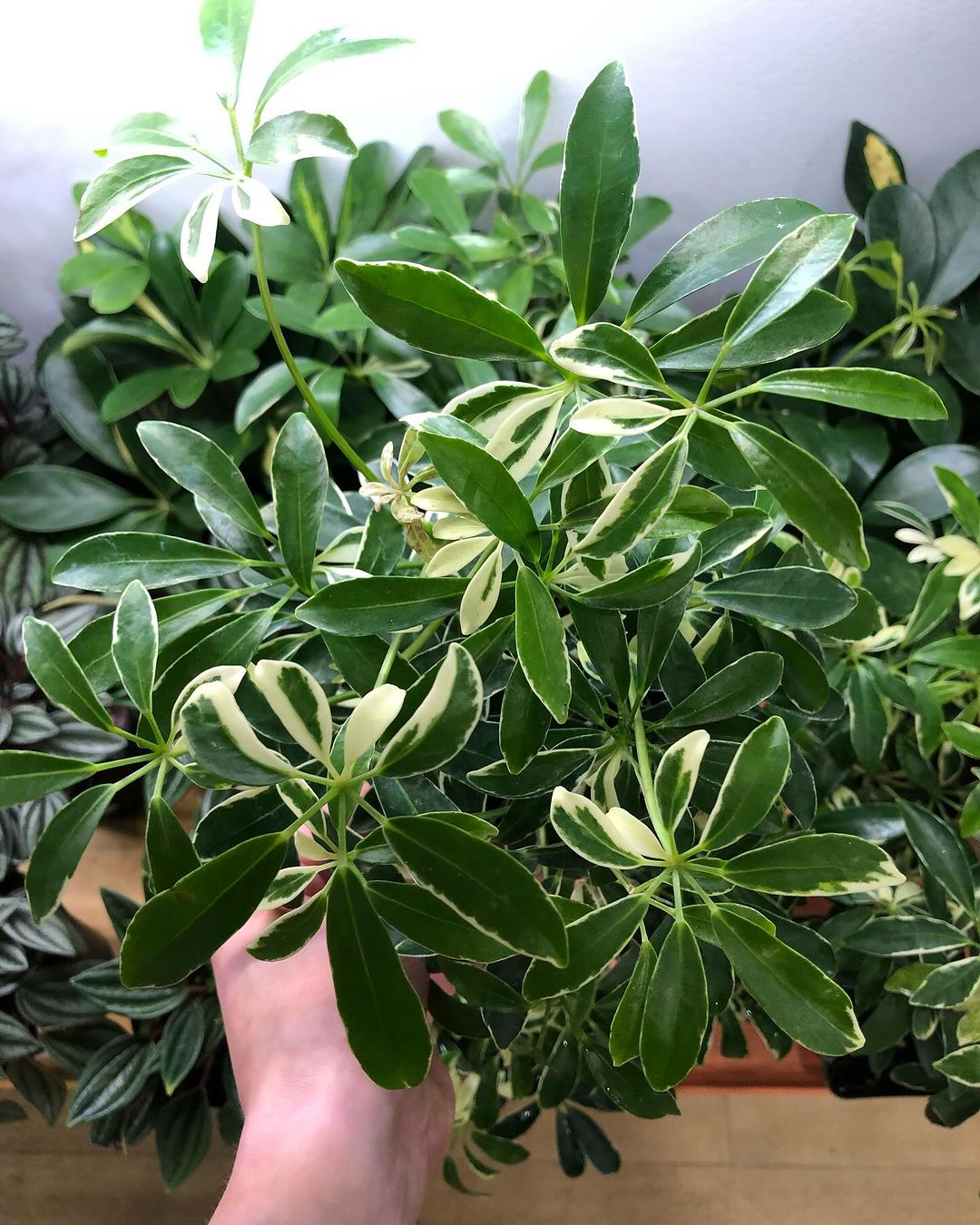 A hand holding a plant with green leaves. Image may depict an Umbrella Tree. Consider safety concerns.