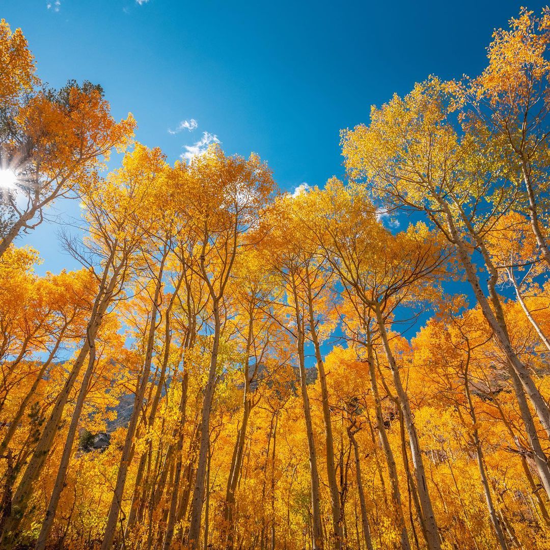  Vibrant autumn aspen trees in Colorado, showcasing the golden hues of Populus tremuloides.