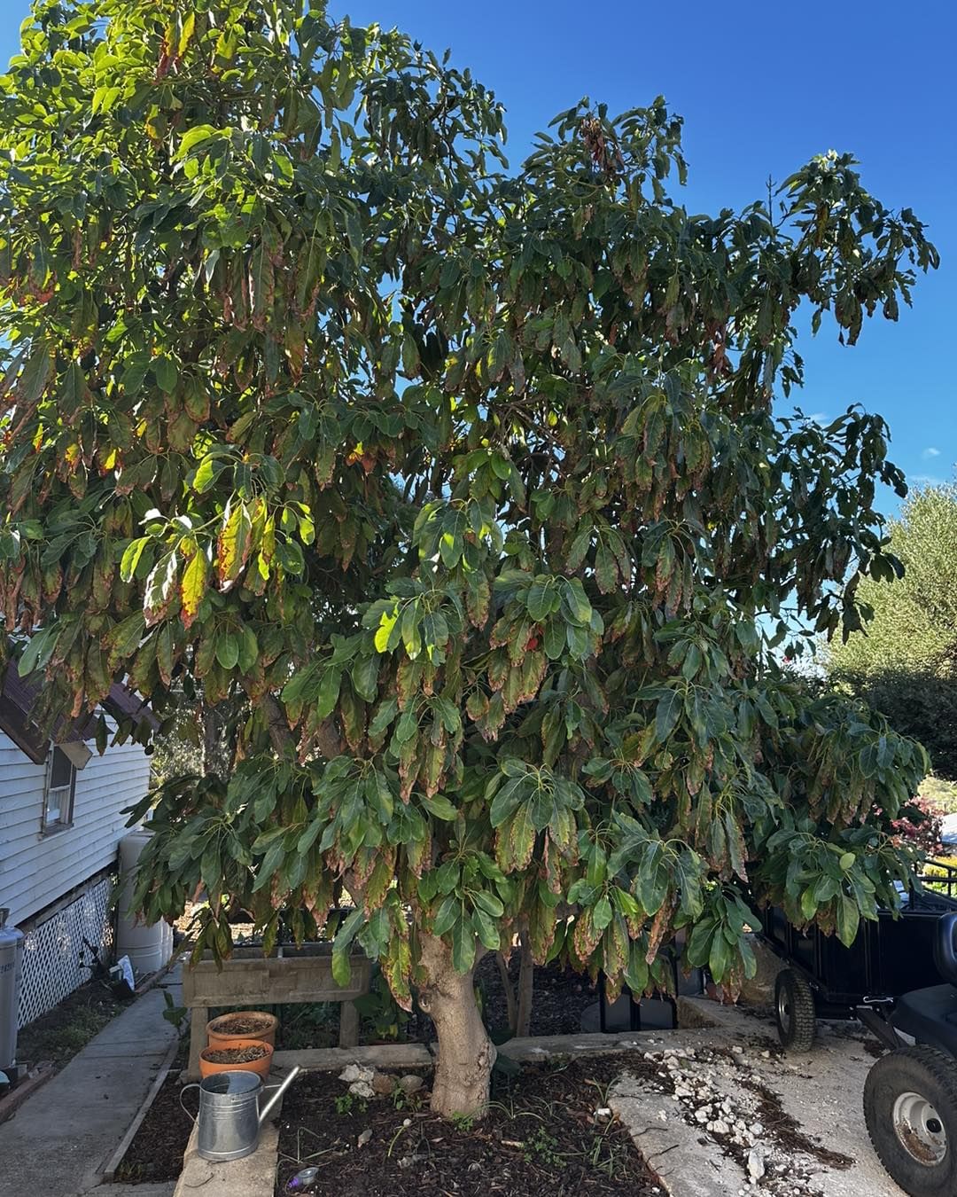 An impressive Persea americana tree, commonly known as an avocado tree, flourishing in a yard with its abundant foliage.