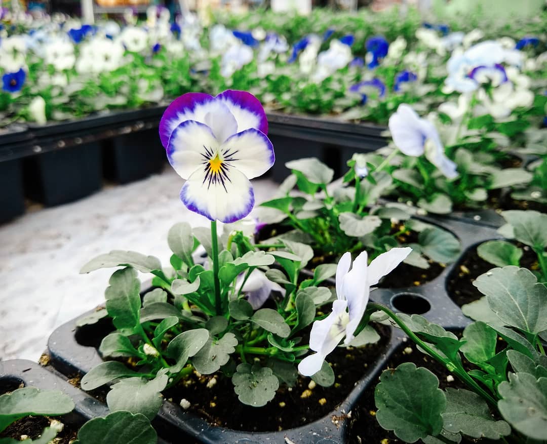 Colorful pansies in pots at a flower shop - beautiful and lively flowers ready for sale. Discover tips on nurturing your viola blooms.