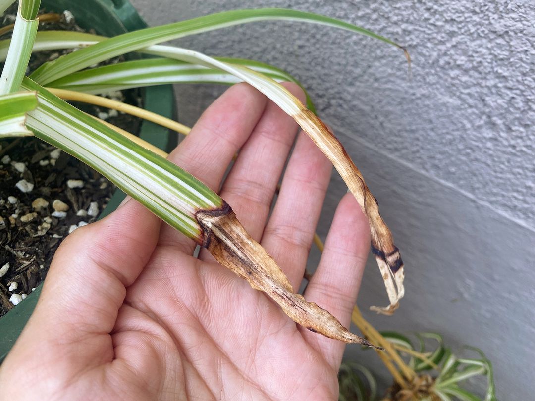 Person holding a plant with a broken stem. Common Problems and Solutions for plant care.