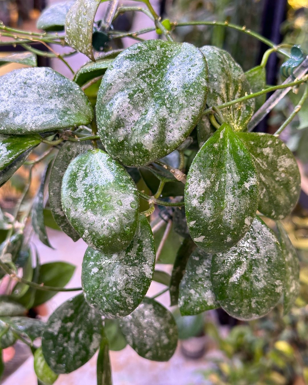 Hoya plant with white spots, indicating common problems and solutions. 