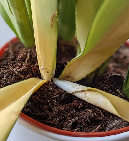 Snake plants Common Problems and Solutions