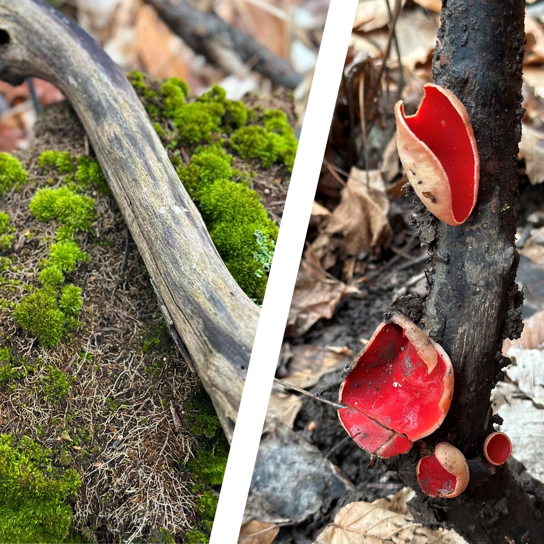 "Image of red mushroom and stick, highlighting conservation and responsible foraging."