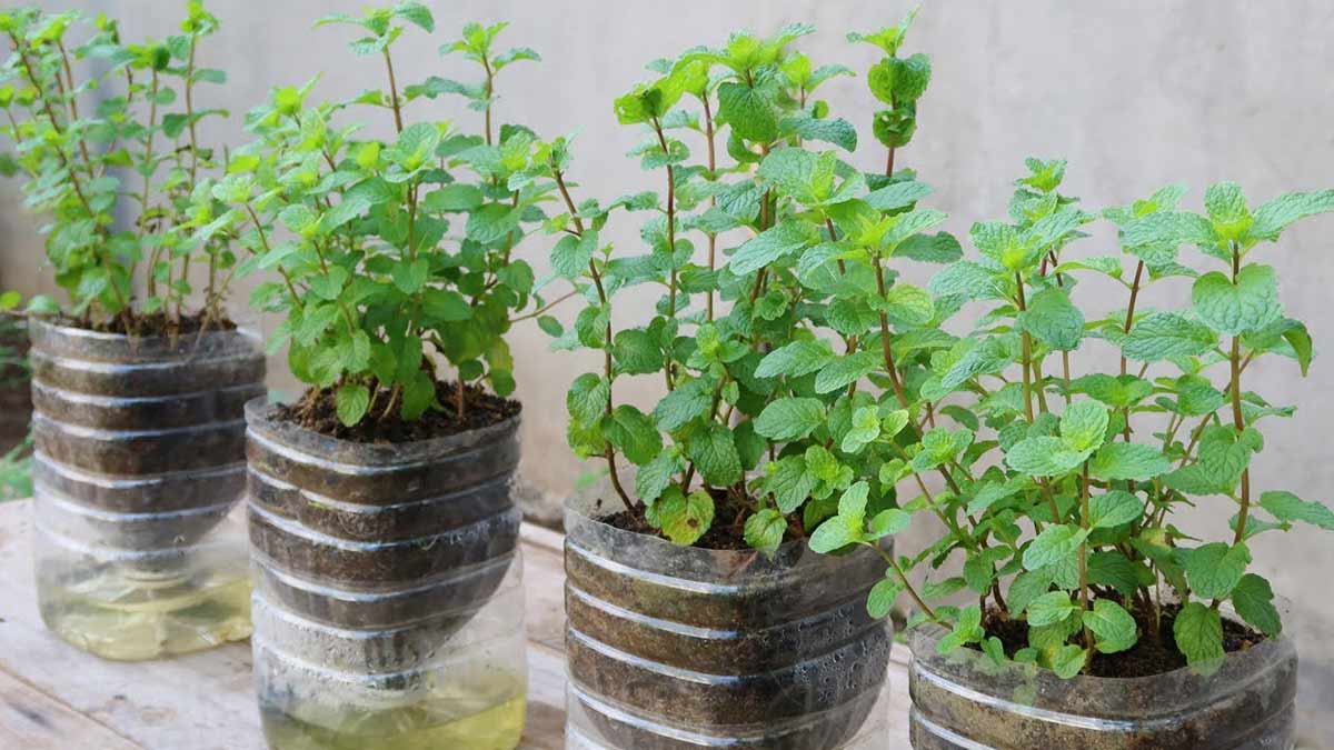 Three small plants in plastic bottles on a table, showcasing Essential Care and Maintenance.