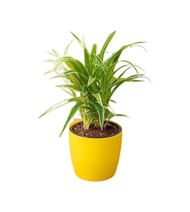 A yellow potted plant with green leaves, thriving due to proper fertilizing techniques.