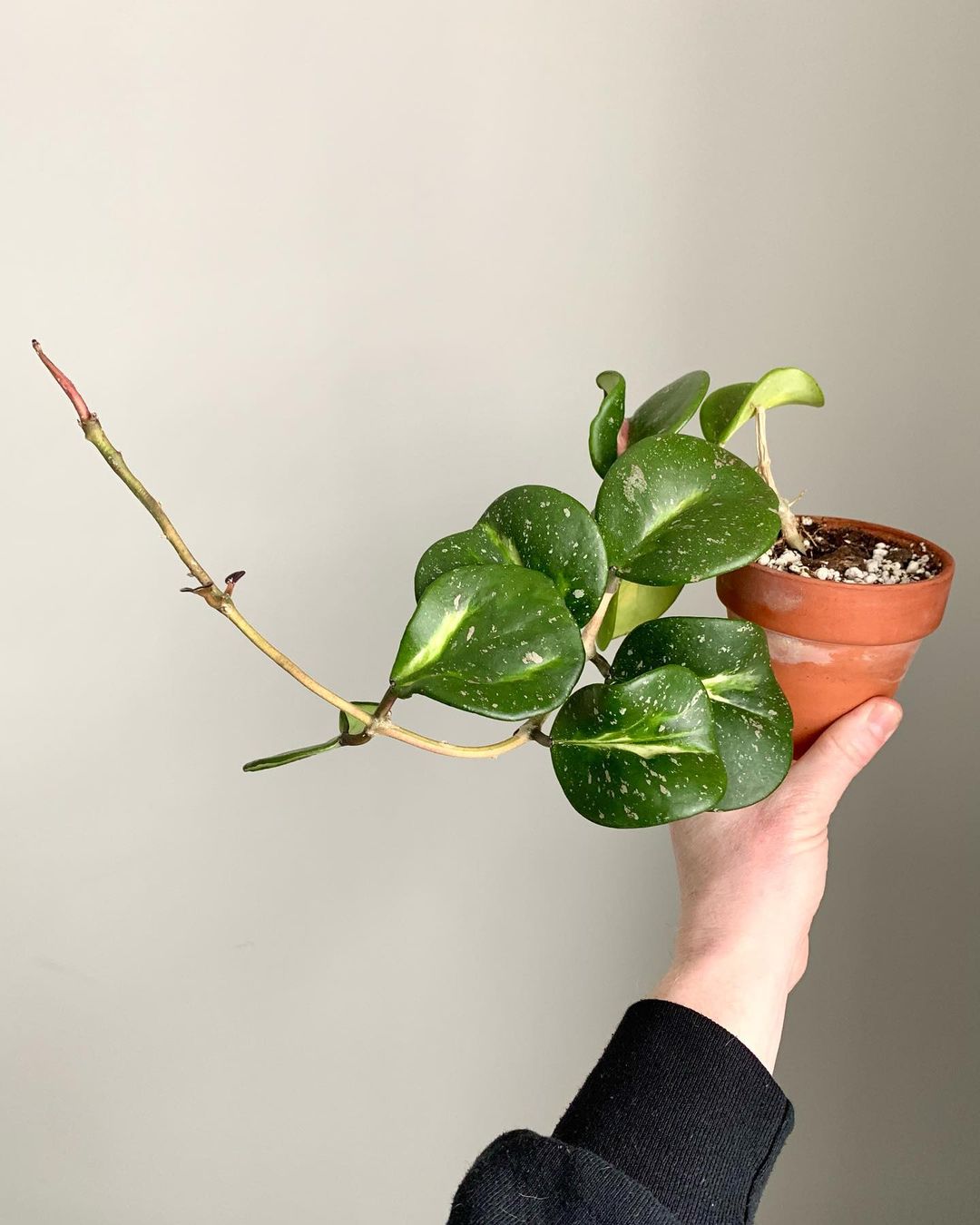 Small potted Hoya plant being cared for by person, fertilizing.