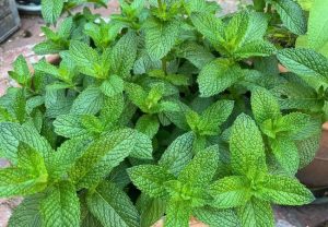 Growing Peppermint at Home: Essential Care and Maintenance
