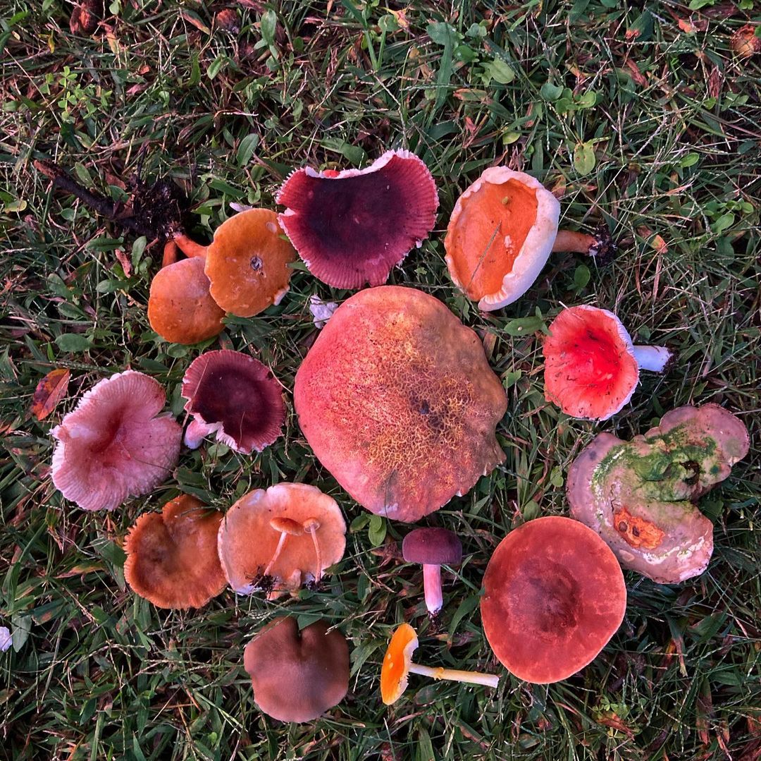 A cluster of mushrooms on the ground. Valuable information on habitats and foraging tips.