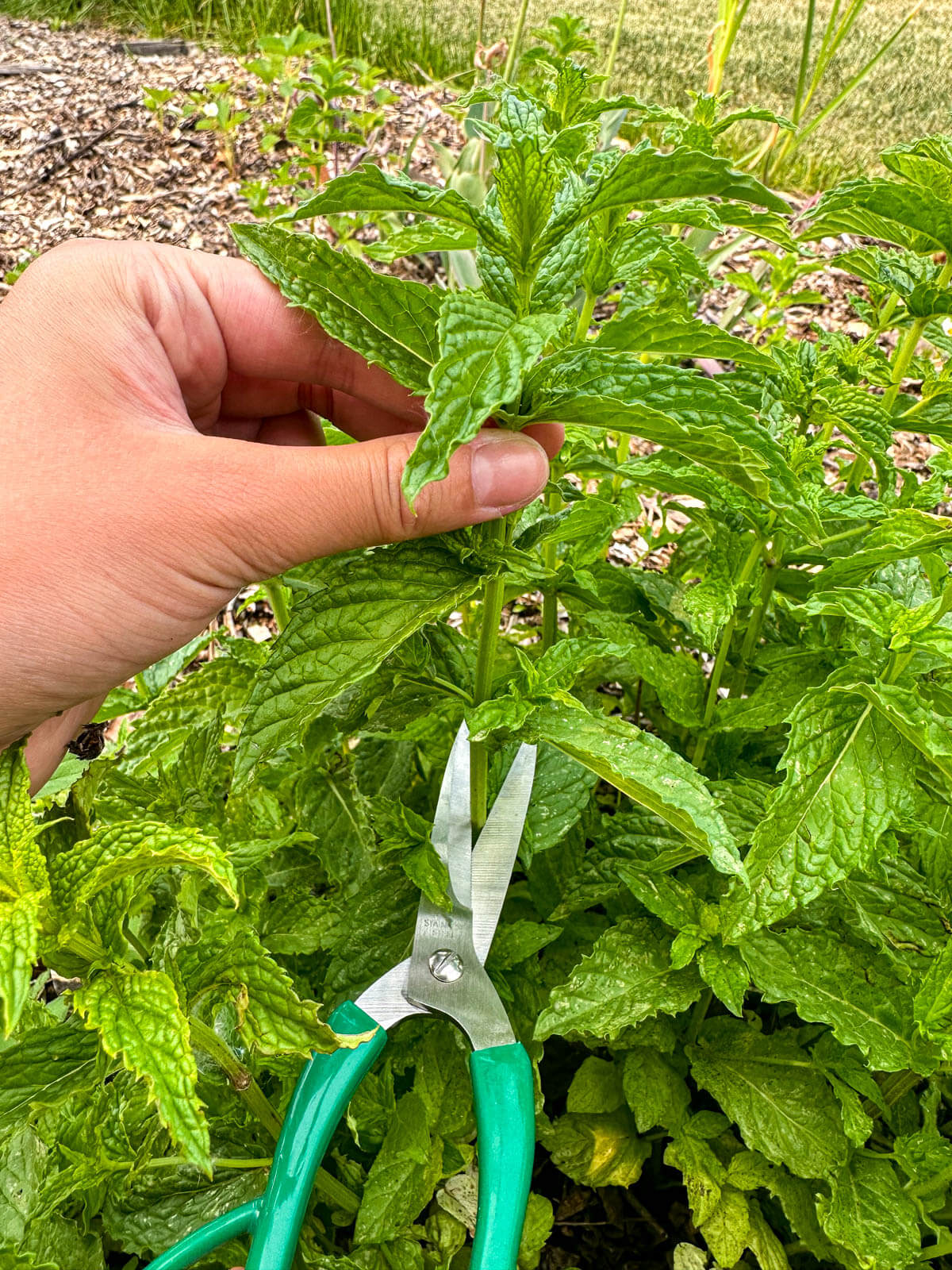 A person carefully cutting a plant with scissors. Harvesting and preserving peppermint.