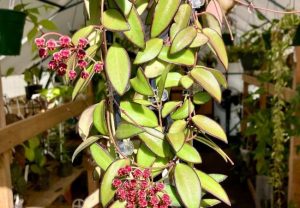 Hoya Plant Care: The Ultimate Guide for Beginners