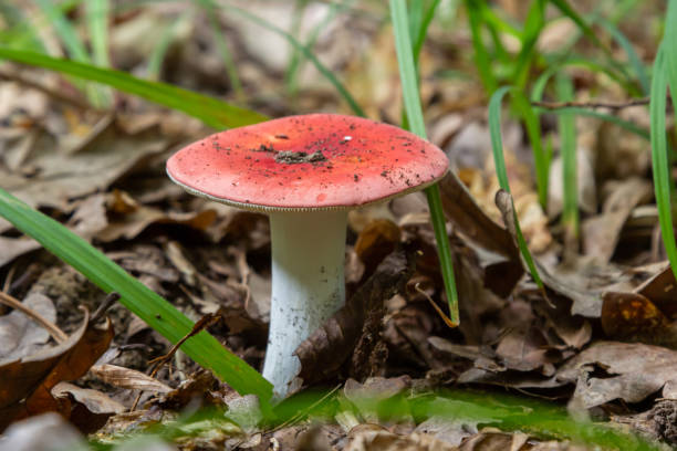 Identifying Red Mushrooms