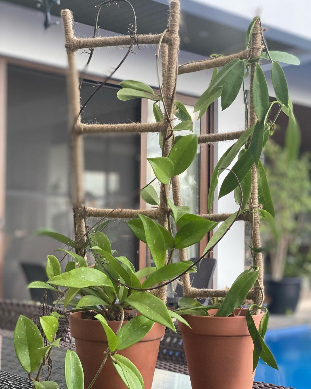 Two potted plants by a pool, one Hoya plant.