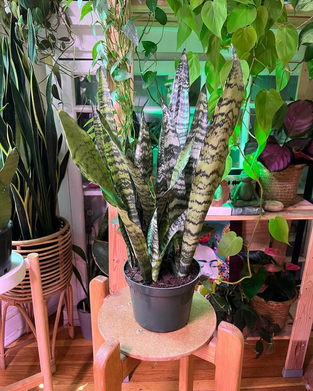 A potted snake plant on a wooden chair. Snake plants thrive in various light conditions.
