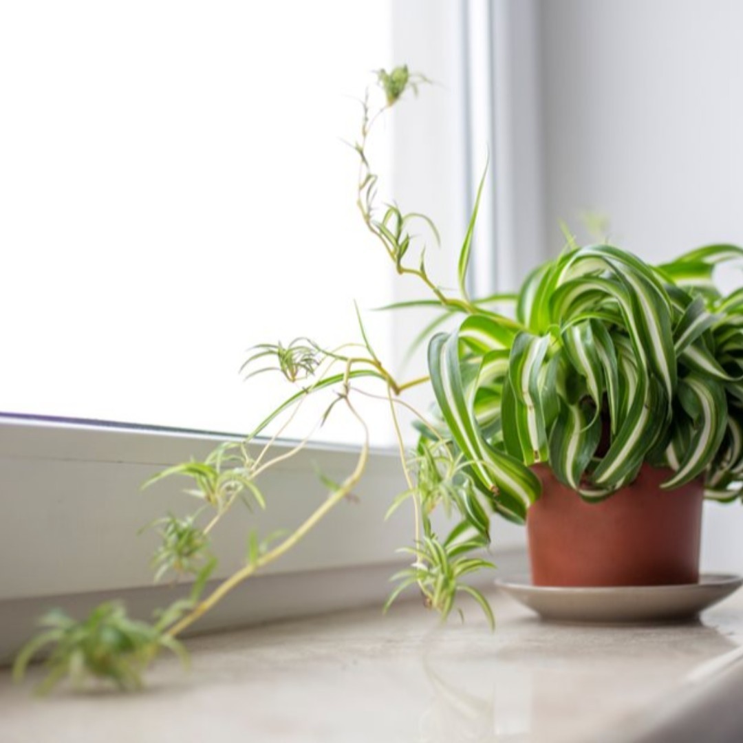 A potted plant on a window sill, basking in sunlight, adding a touch of nature to the room.