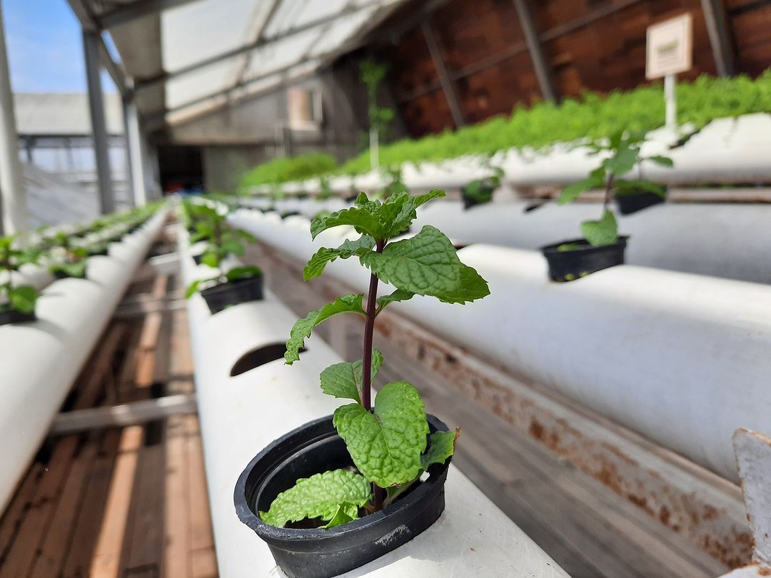 A conveyor belt displaying potted plants, showcasing effective pest and disease management in plant cultivation.