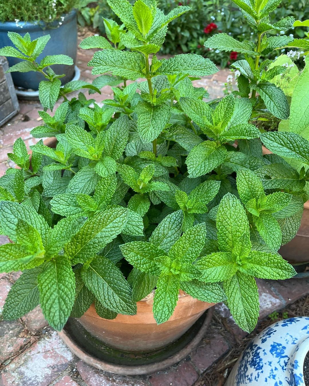 A pot of peppermint plants on a brick patio, ready for planting and adding a fresh touch to the outdoor space.