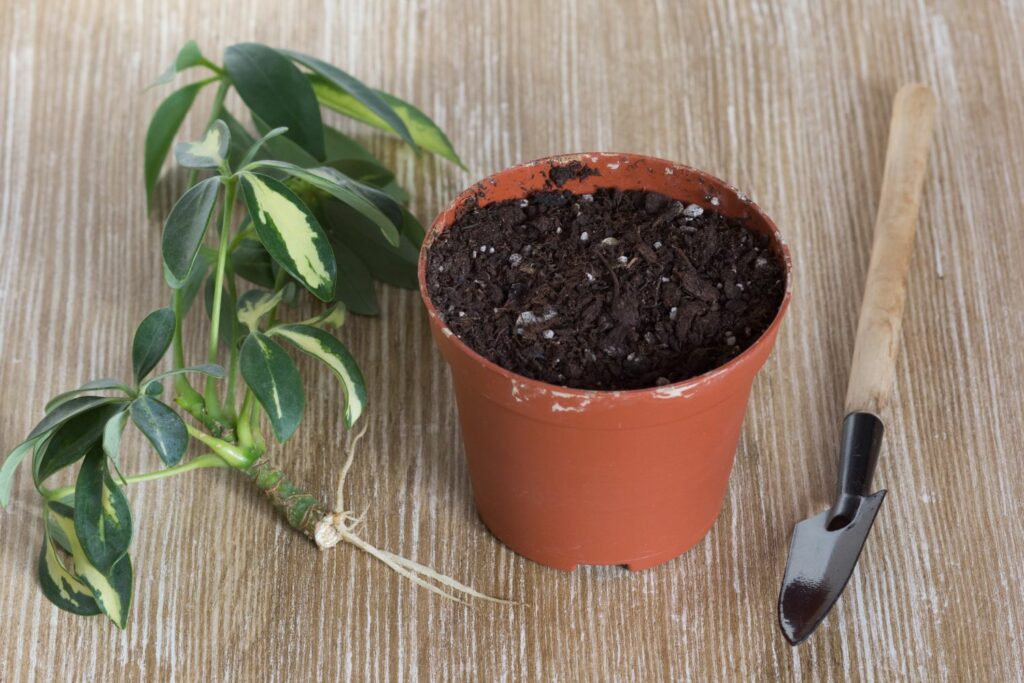 A potted plant with a shovel and a knife, used for propagating Umbrella Trees.