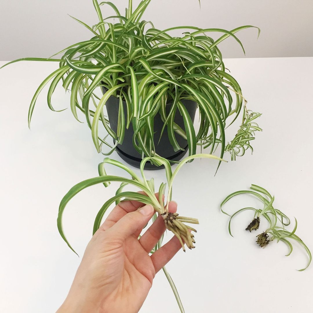 A person holding a plant with a green leaf. Demonstrating pruning and propagation techniques.