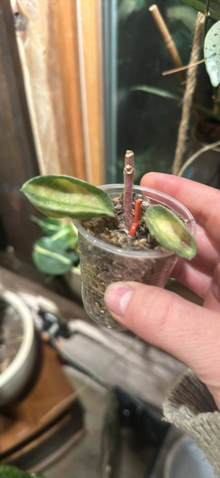 A person holds a small plant in a cup. The image is related to Hoya Plant Pruning and Training.