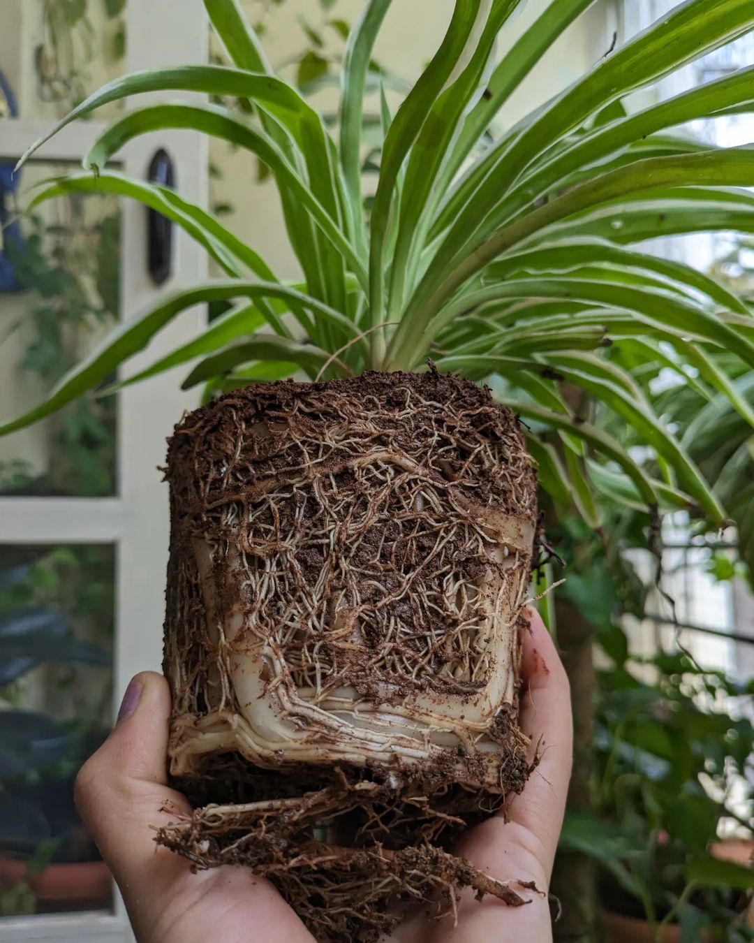 A person carefully holds a plant with roots, preparing to repot it. The image focuses on the process of repotting and soil.