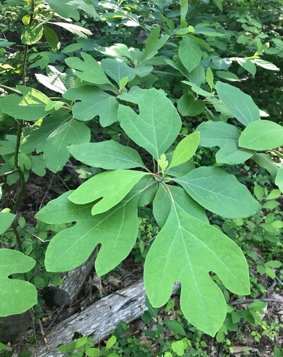 A lush Sassafras plant with abundant green leaves thrives in the serene woodland environment.