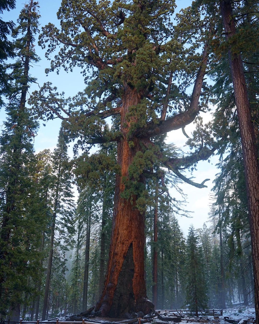 "Sequoia giganteum, the giant sequoia tree, standing tall in Yosemite National Park."