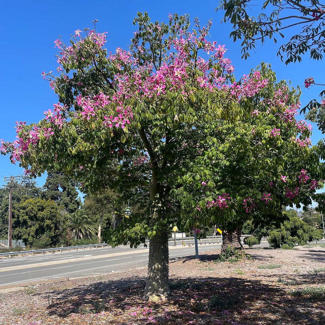oming Silk Floss Tree (Ceiba speciosa) with pink flowers in full bloom.