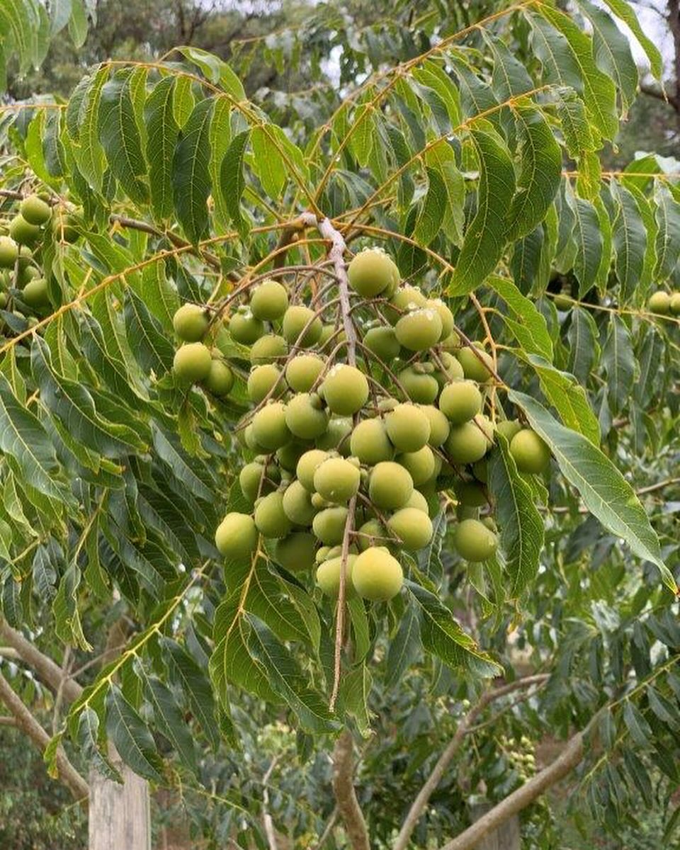 A Soap Tree (Sapindus drummondii) with numerous green fruits hanging from its branches.