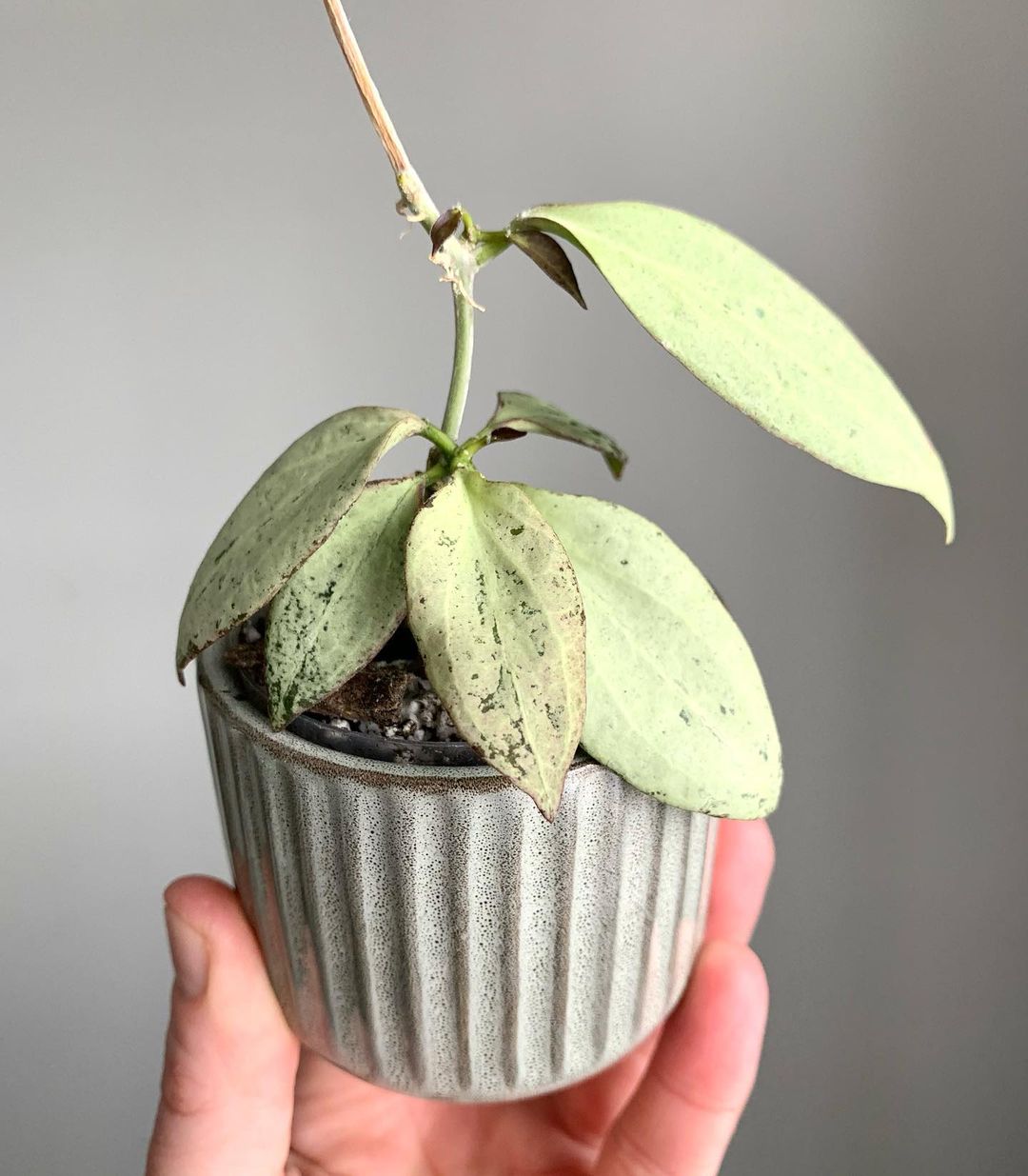 Person holding small Hoya plant in pot, ready for potting with Hoya Plant Soil and Potting mix.