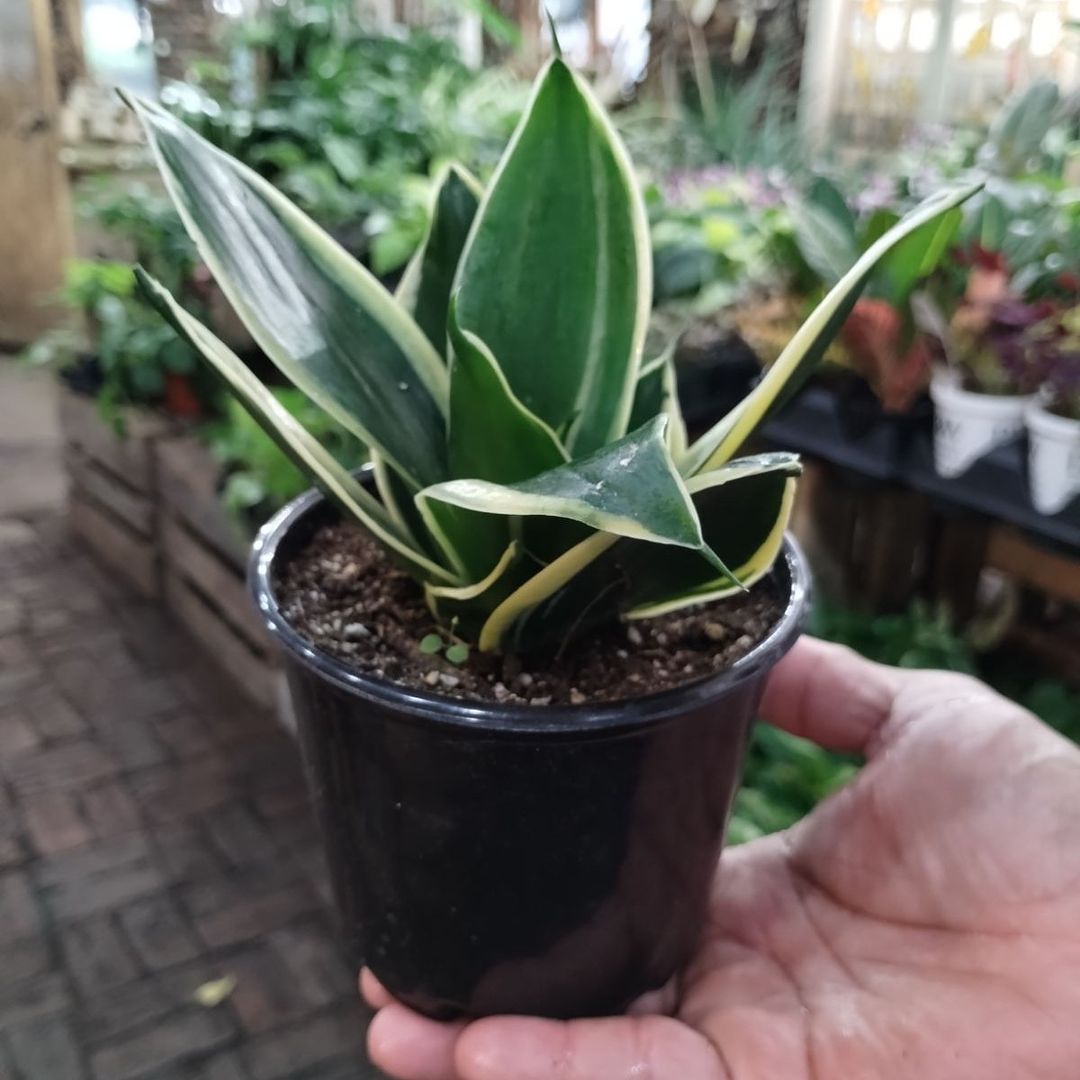 Person holding snake plant in black pot.