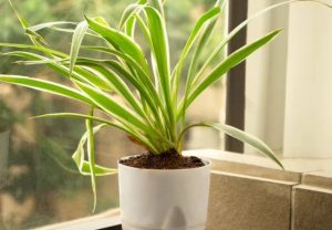 Spider Plant Care Simplified: Your Guide to Healthy Chlorophytum comosum