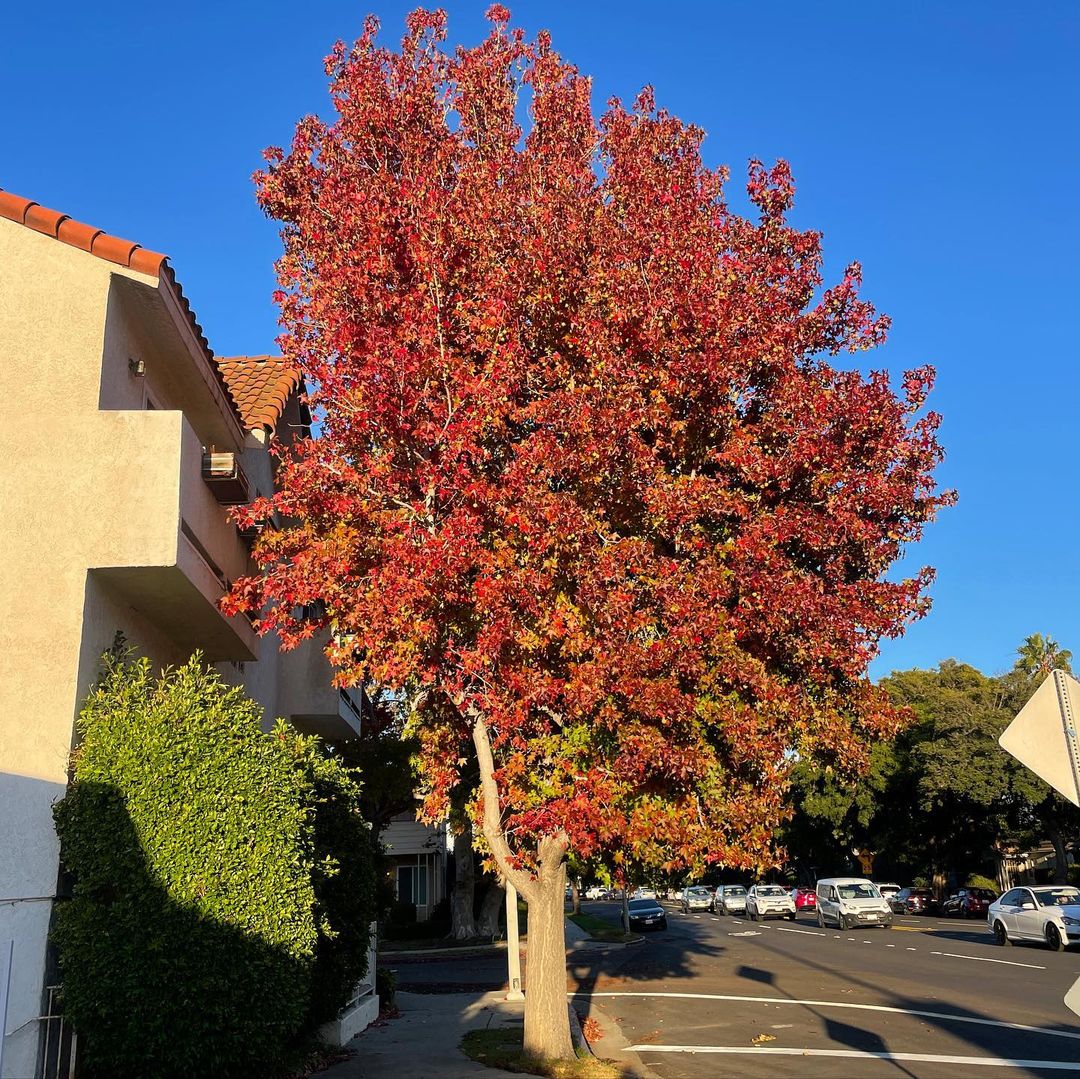 A Sweetgum tree with vibrant red leaves stands gracefully on the side of a street.