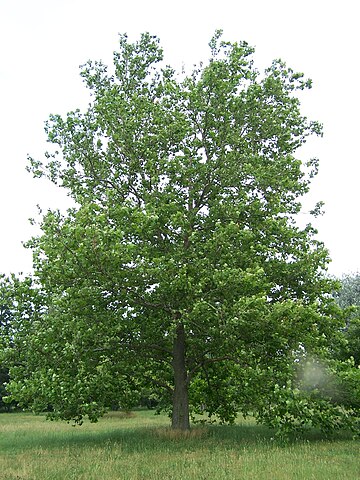 A Sycamore tree (Platanus occidentalis) standing tall in a field, adorned with lush green leaves.