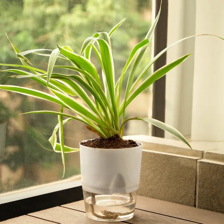 A plant in a glass vase on a window sill, with sunlight streaming in.