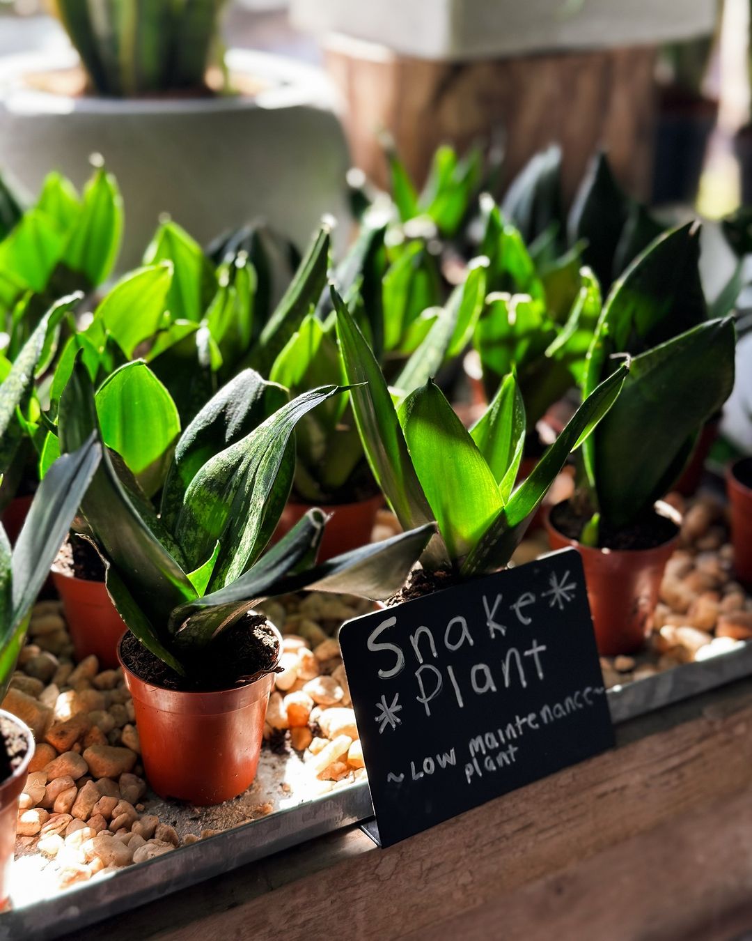 A variety of snake plant plants on display at a flower shop.