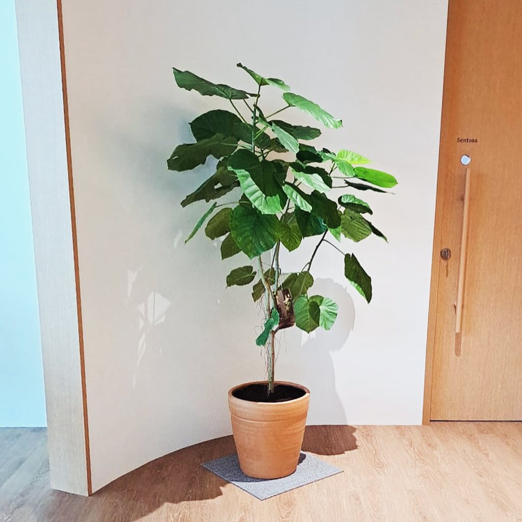 Image of a plant in a pot on a wooden floor, showcasing Umbrella Tree Varieties.