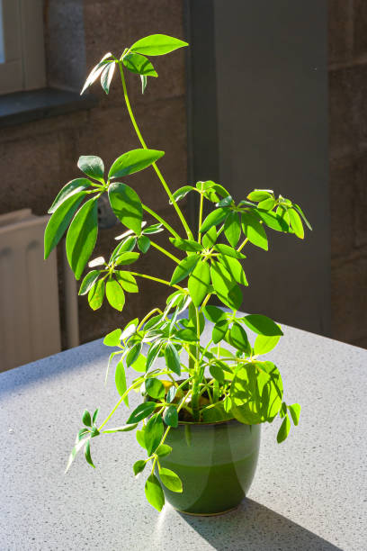 A potted plant sitting on a table, showcasing Umbrella Trees in Different Climates.