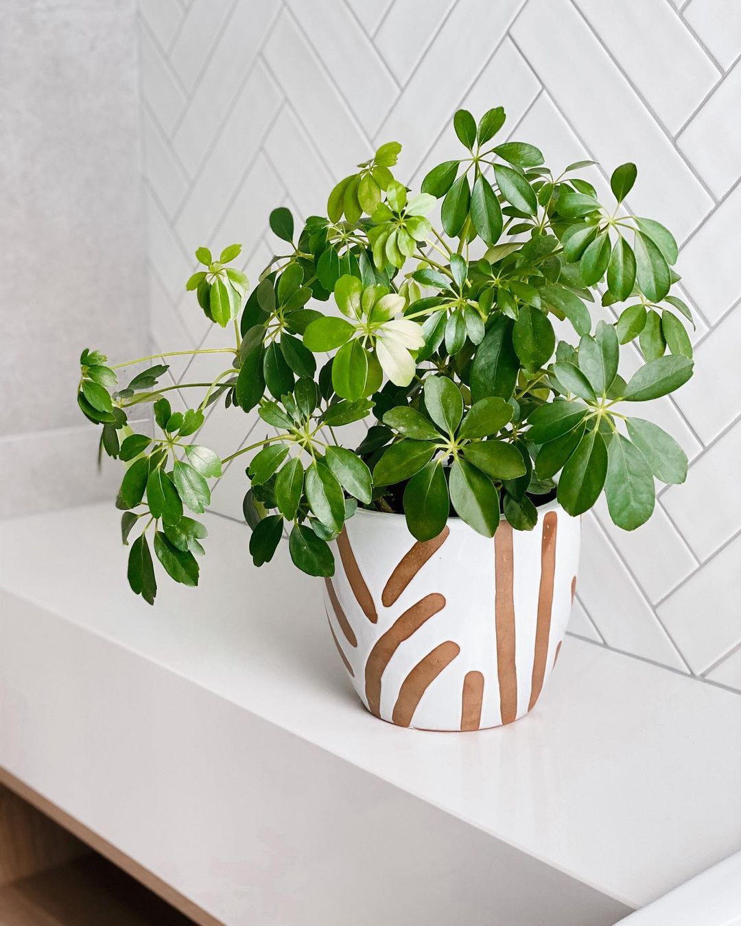 A potted plant sits on a white counter, adding a touch of nature to the home decor.