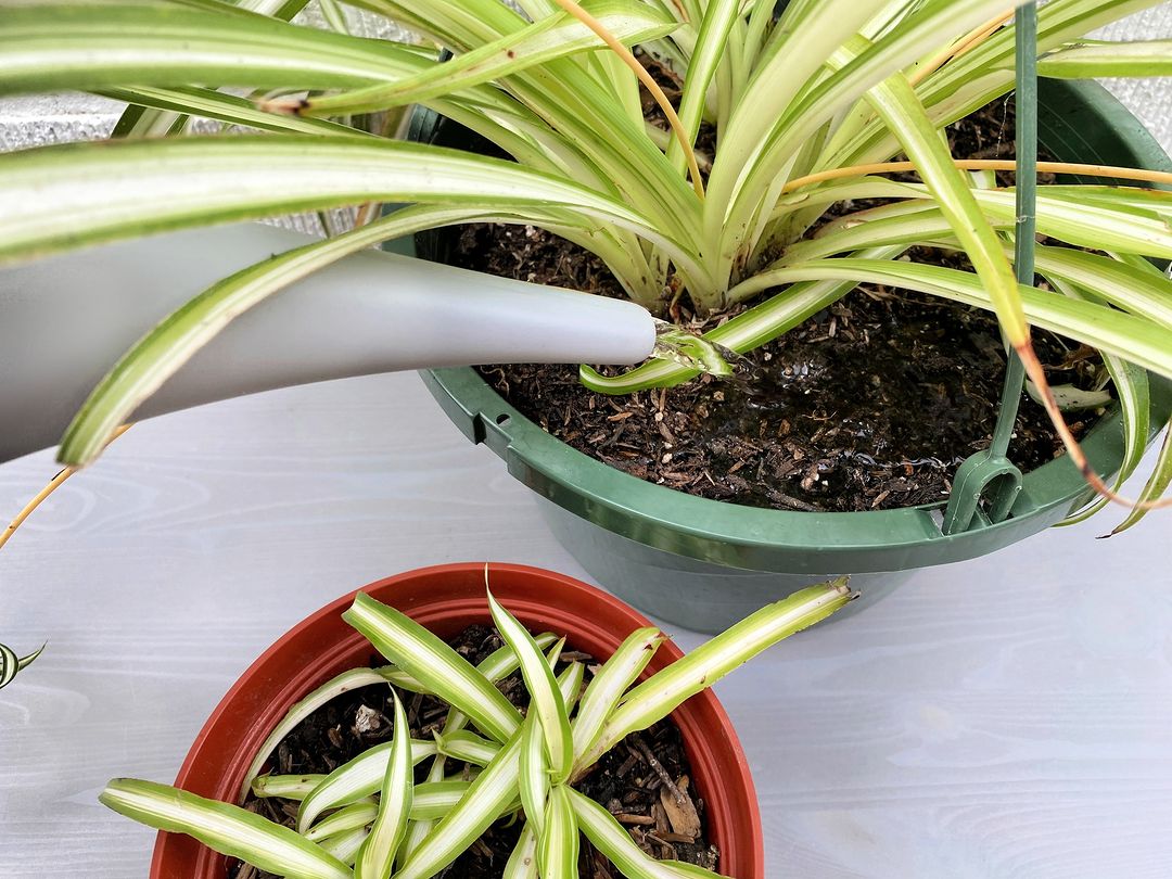 Spider Plant Watering Needs