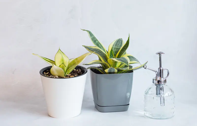 Two small plants in white pots next to a bottle, showcasing Snake plants with their specific watering needs.