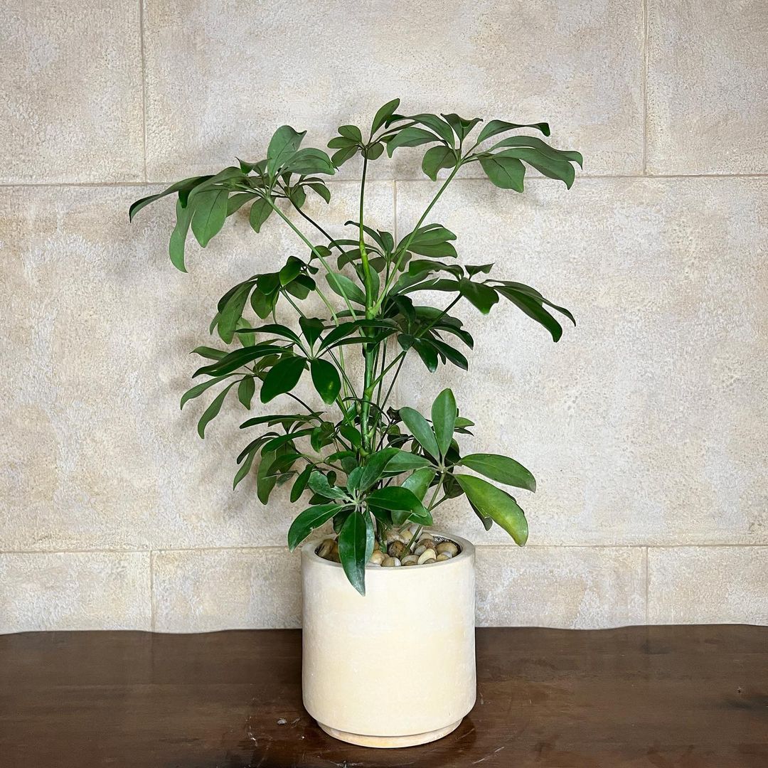 "Umbrella Tree, a potted plant in a white pot on a table." 